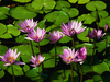 Water Lilies Image